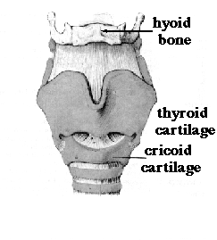 larynx from front