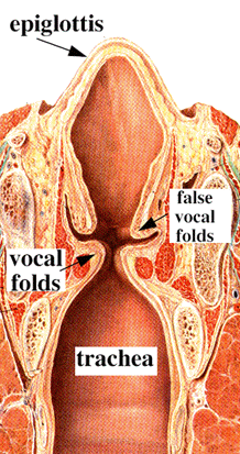  larynx