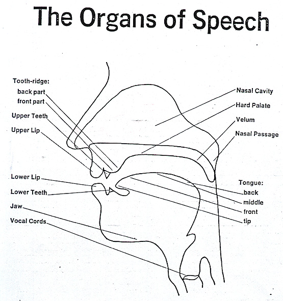 What are the functions of human organs of speech?