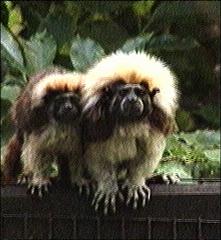 Male cotton-top tamarin with offspring
