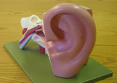 Large model of an ear