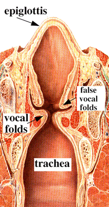 (ii) Coronal (vertical) section through the larynx, as ...