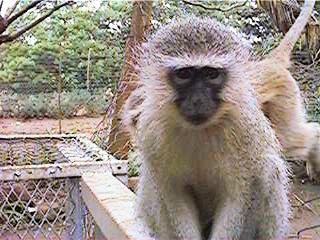 Joker, a young vervet monkey